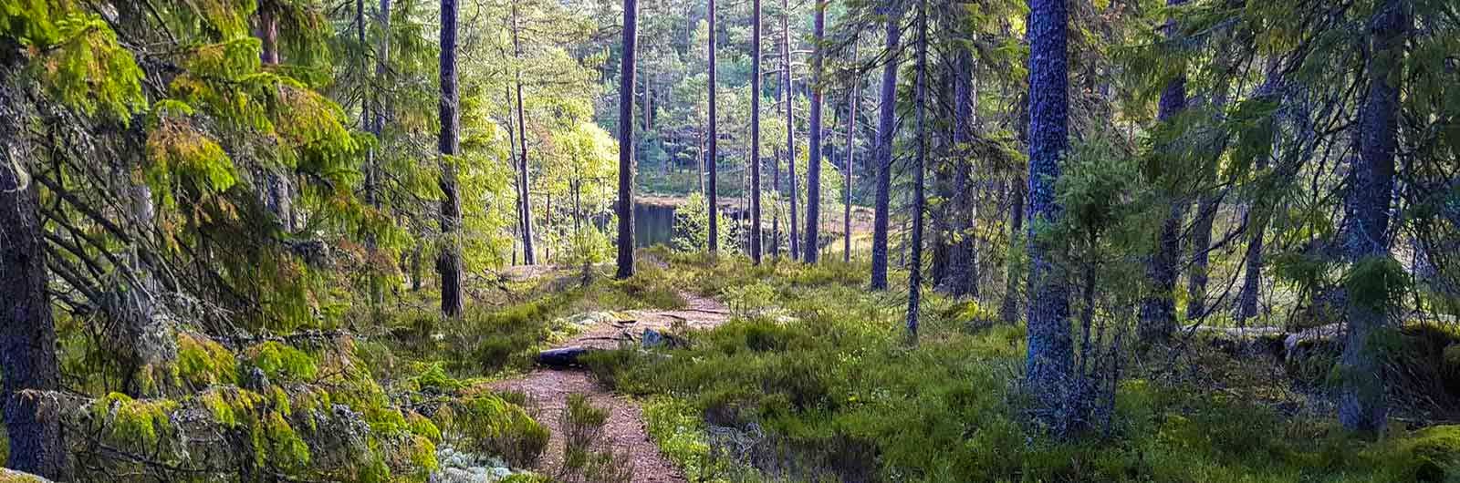 Deep woods in Tiveden Signature Trail