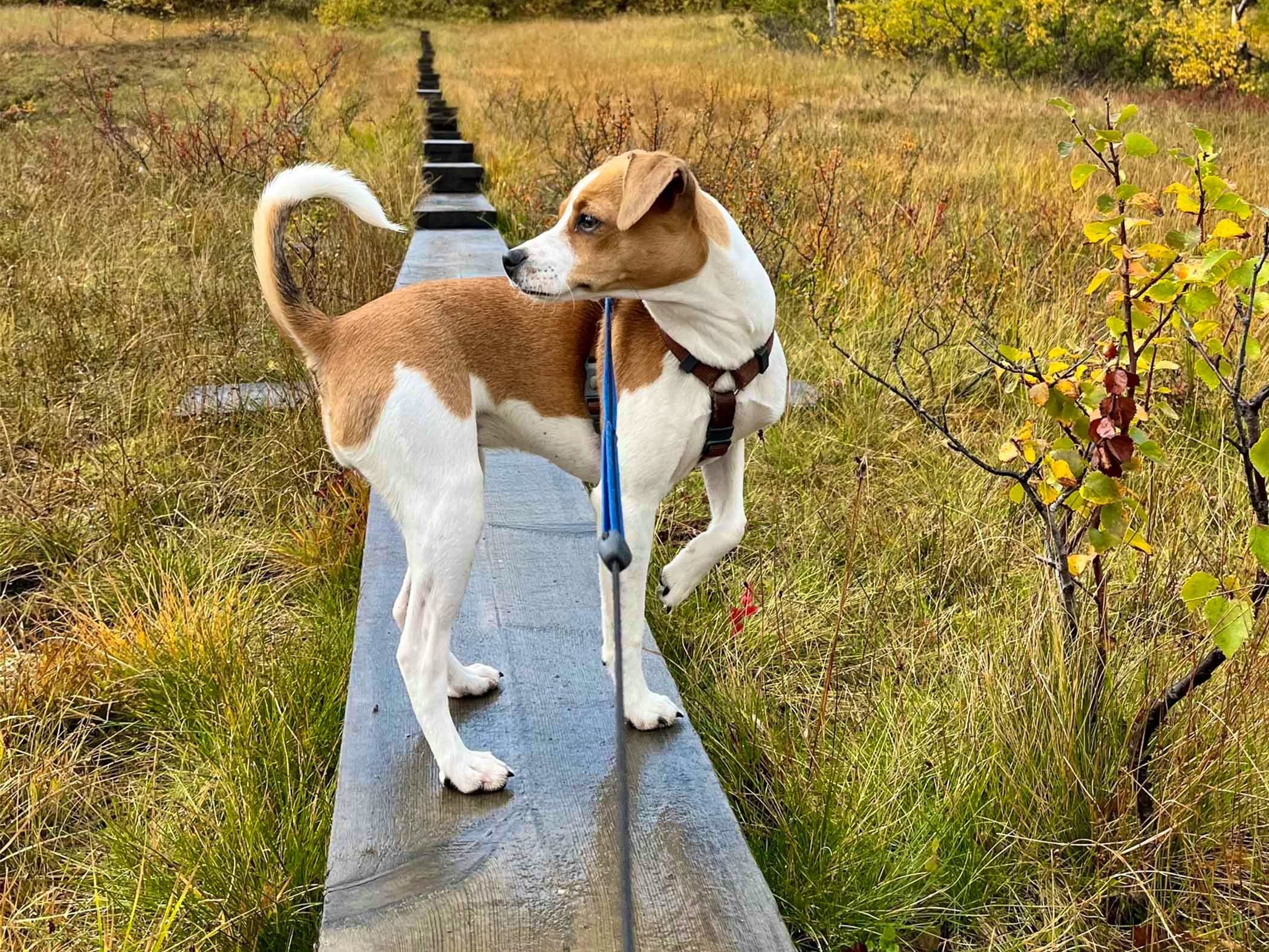 A dog out walking in the mountains.