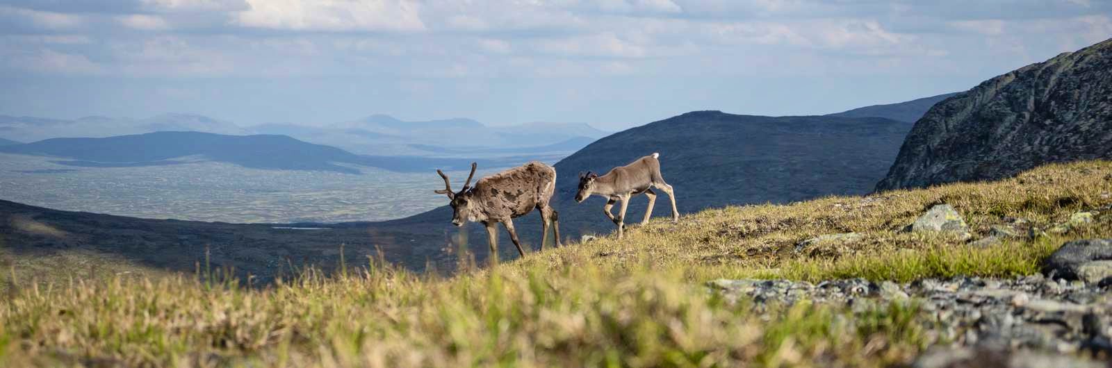 Reindeer in the swedish mountains