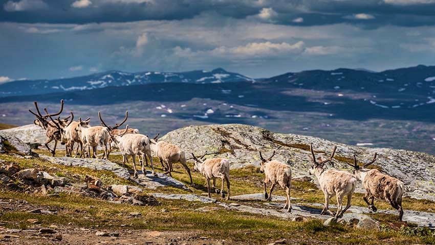 Reindeers on the mountains