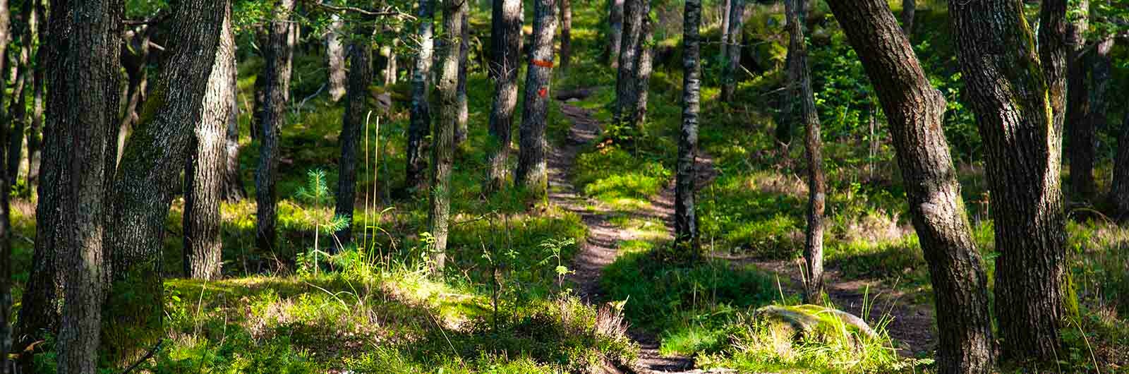 A trail in the forest along the Signature trail of South bohusleden.