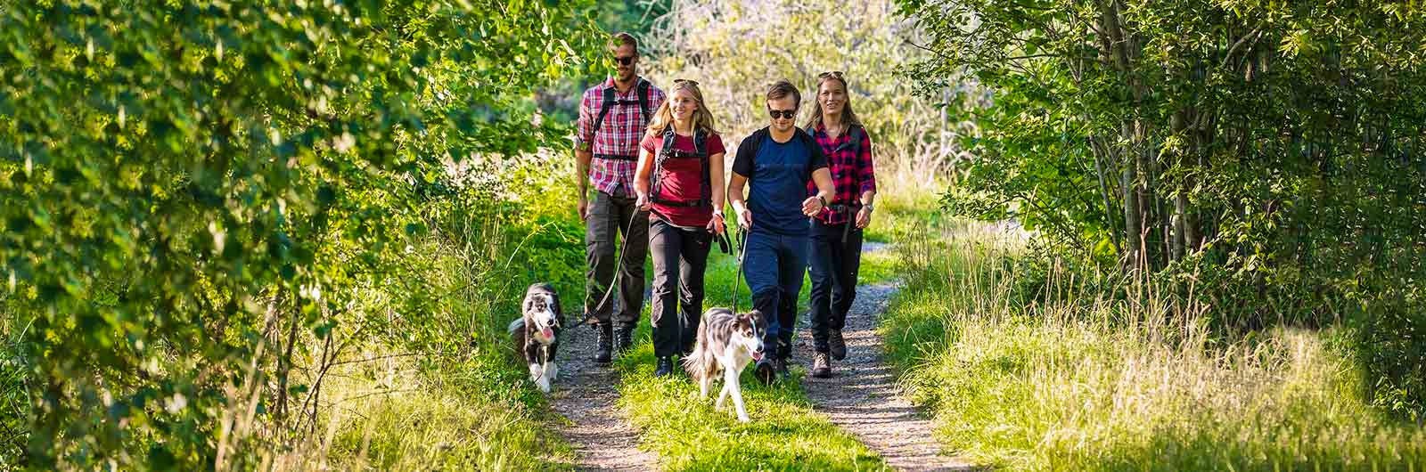 A group of hikers with two dogs hiking on a gravel road in the forest.