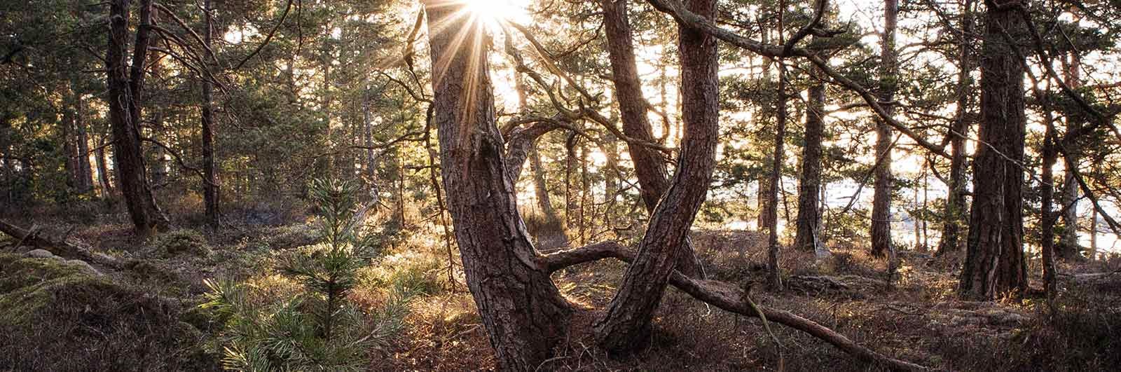 Sunlight through trees on Värmland Signature Trail