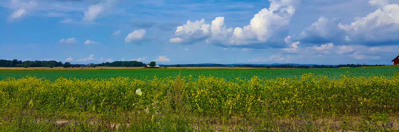 An open field along the trail Ostgotaleden.