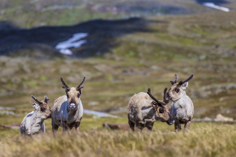 Reindeers in the mountains.