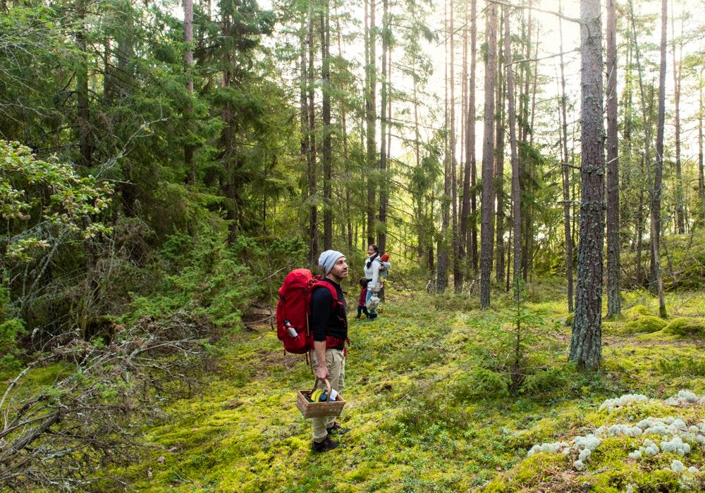 En familj som plockar svamp i skogen.