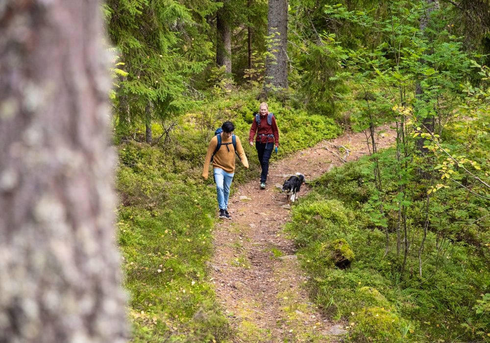 Ett par och en hund promenerar i skogen.