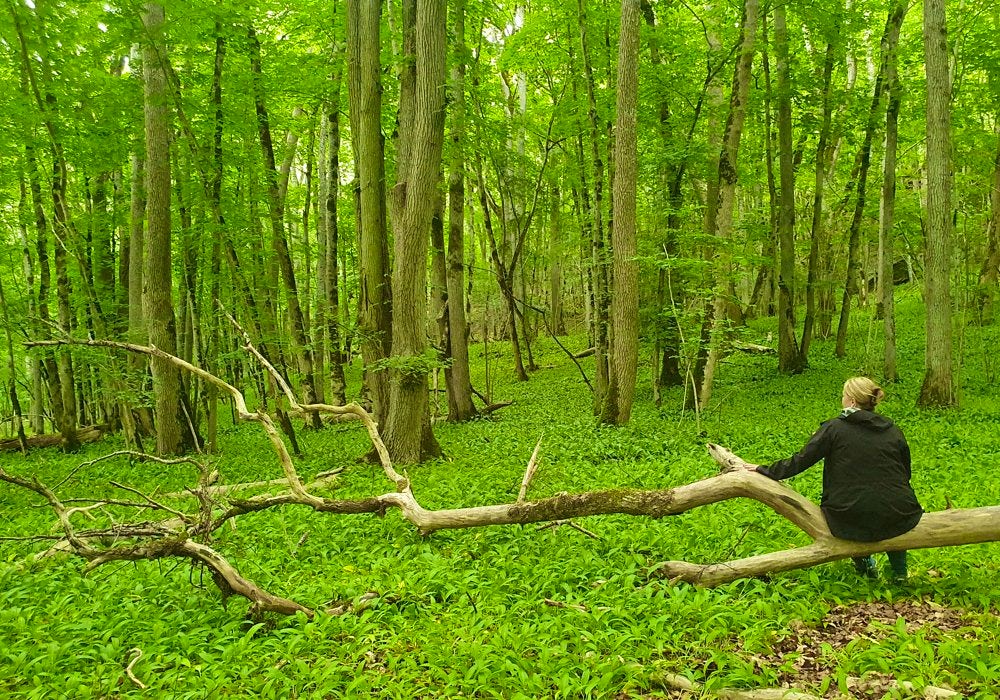 A man sitting on a fallen tree in a forest.