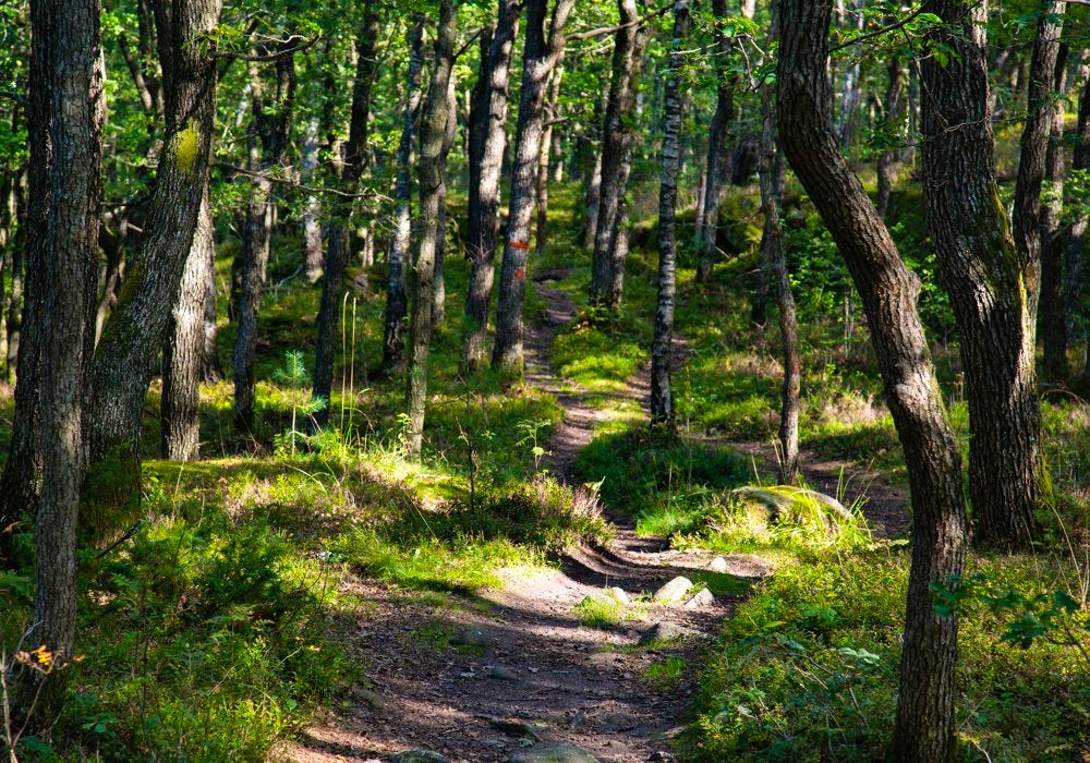 A path in the middle of a forest.