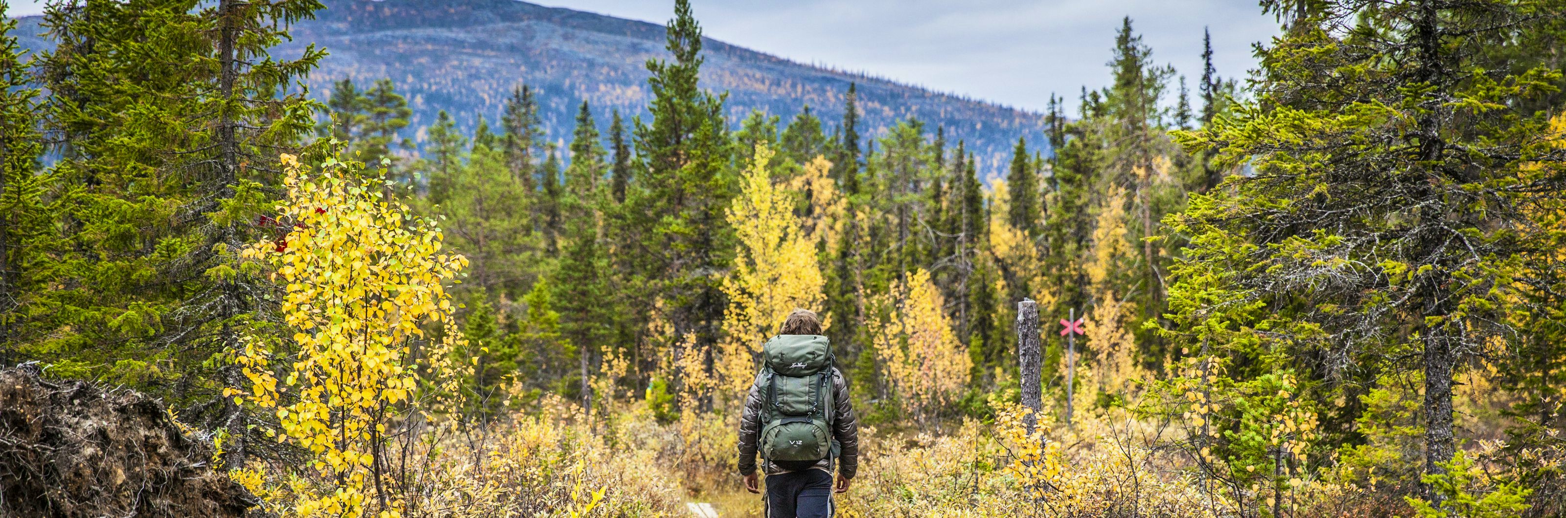 Man hiking in the mountain forest.