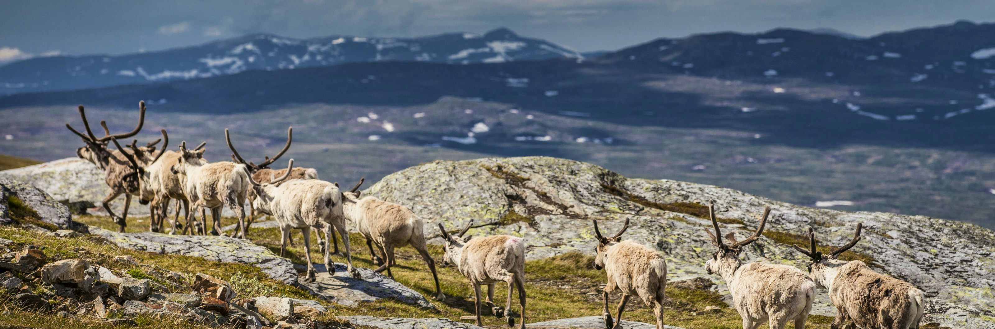 En flock renar på fjället.