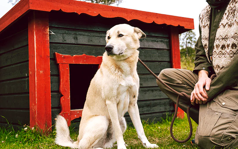 Dog on a leash next to a person outdoors.