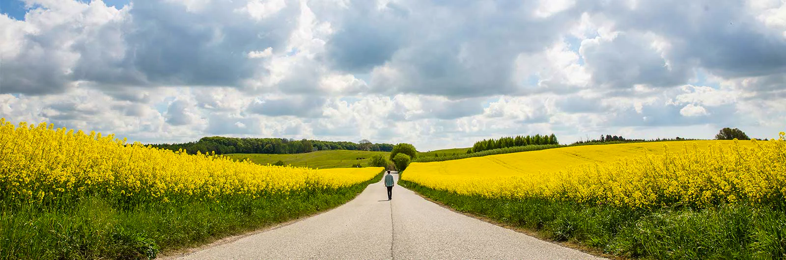 Person walking along a road between bright yellow rapeseed fields under a cloudy sky.
