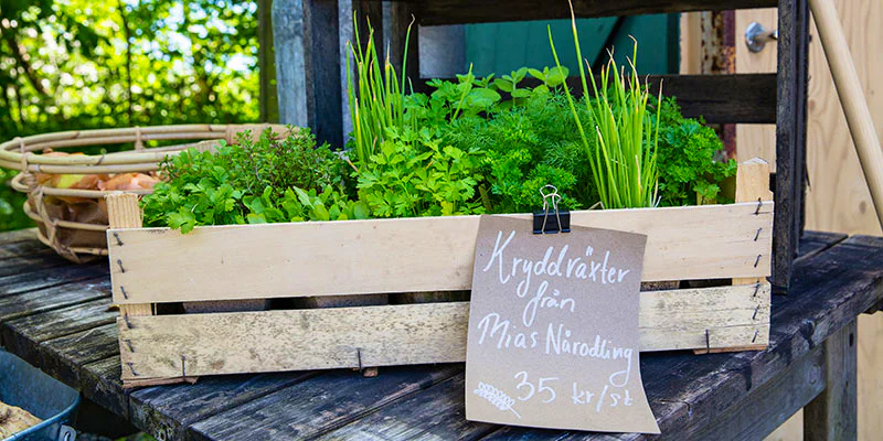 Wooden box of locally grown herbs.