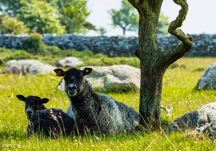 Two grey sheep resting in the grass beside a tree, with a dry-stone wall behind them.